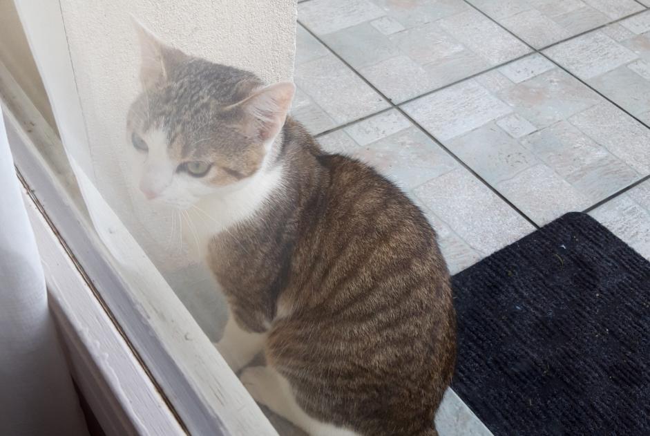 Fundmeldung Katze Männliche Saint-Denis-Catus Frankreich